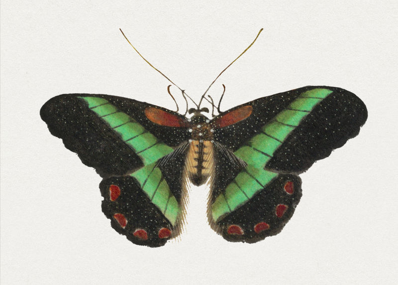 绿色单蝶昆虫复古插图