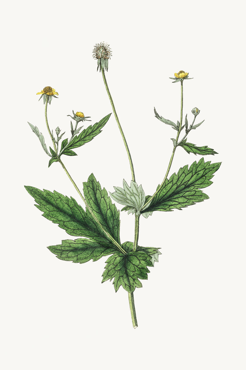 植物木材燕麦植物插图