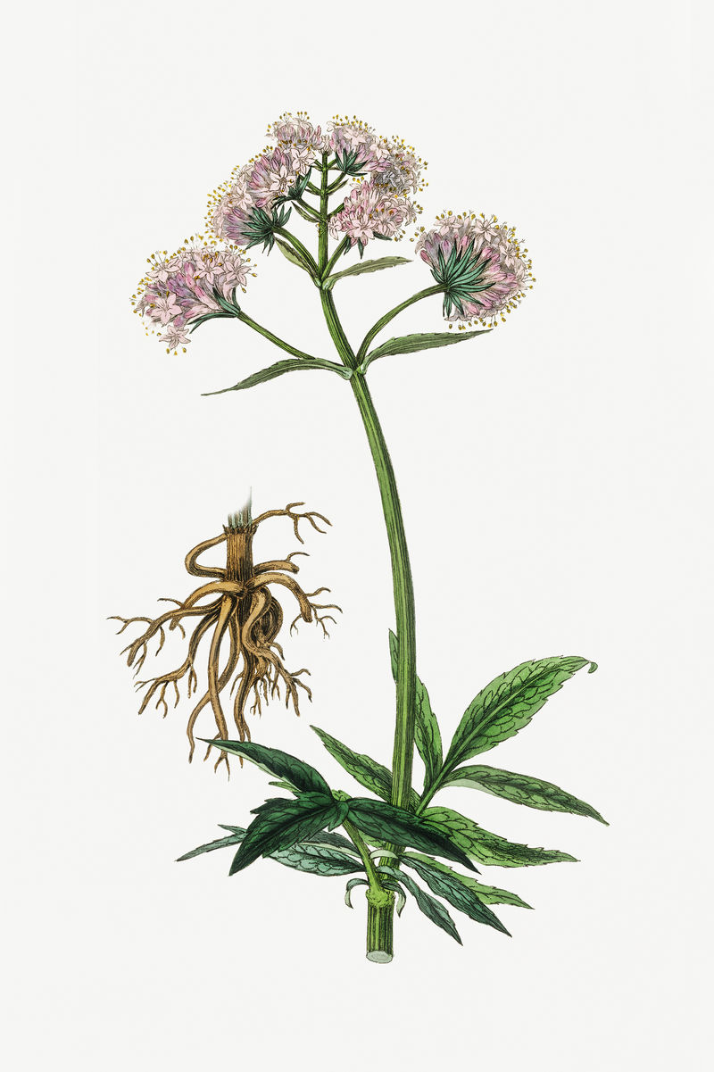 植物绿色缬草植物插图