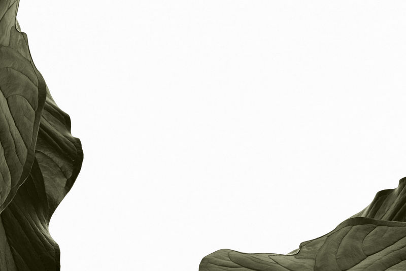 简单白色横幅背景上的绿叶边框