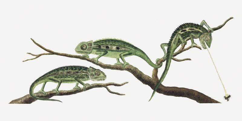 Namaqua变色龙插画经典水彩画由Robert Jacob Gordon的艺术作品混合而成