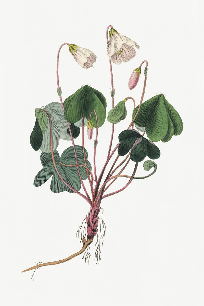 植物木材酸模植物插图