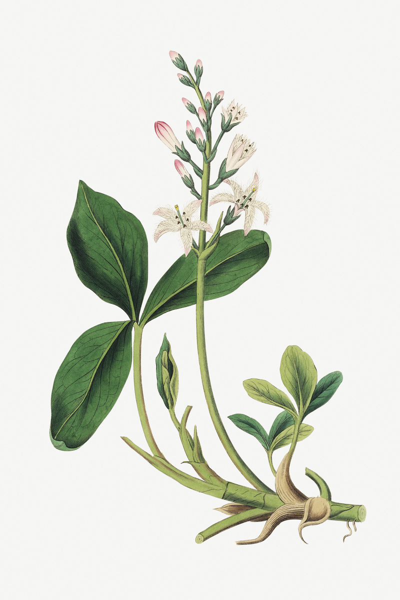 植物bogbeam植物复古插图