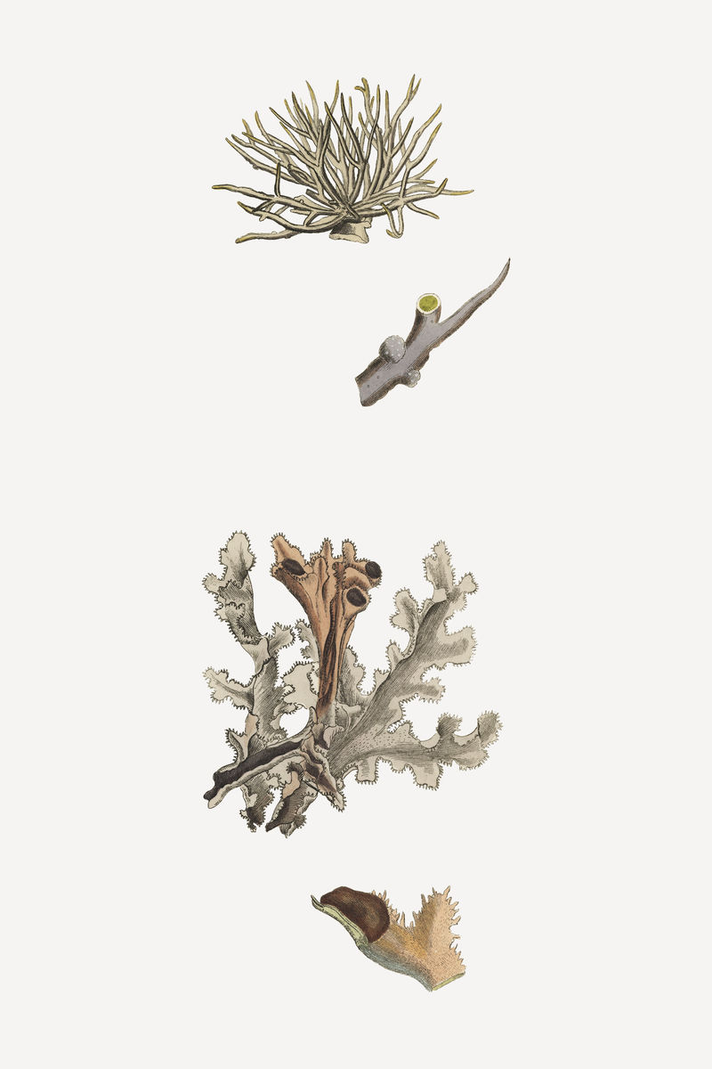 植物冰岛苔藓植物插图