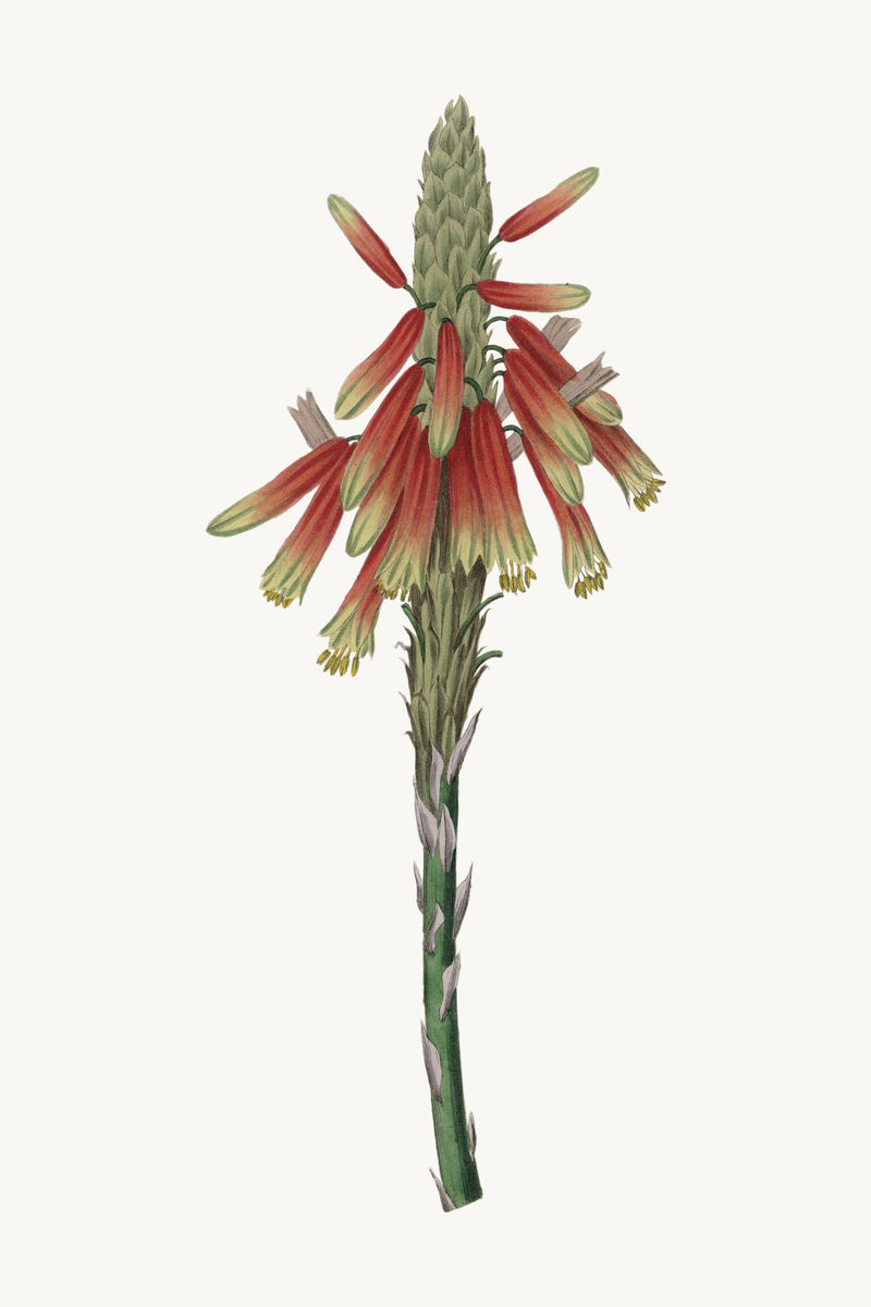 植物芦荟索科特拉植物插图