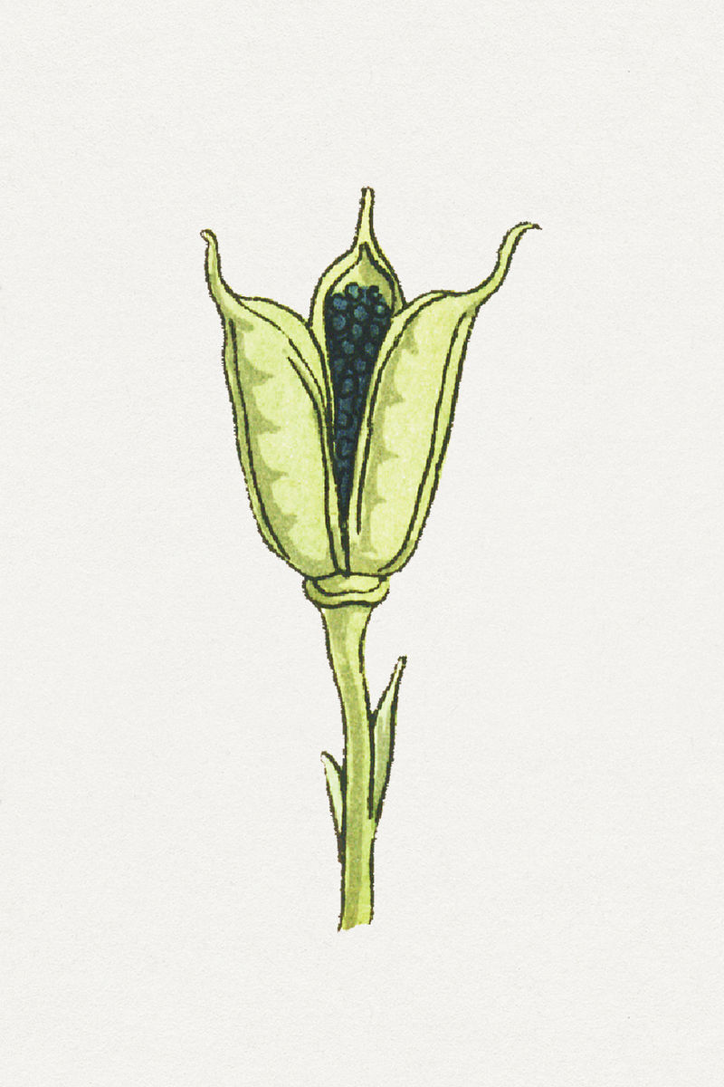 复古乌头花设计元素