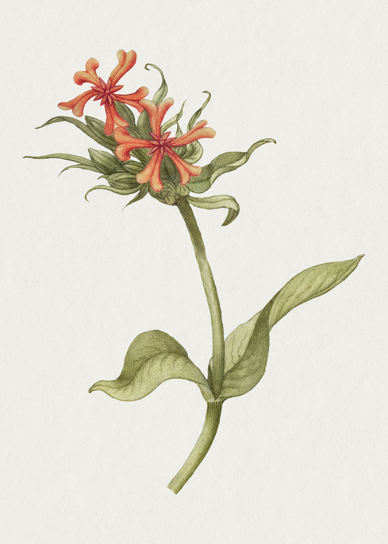 复古马耳他十字花插画