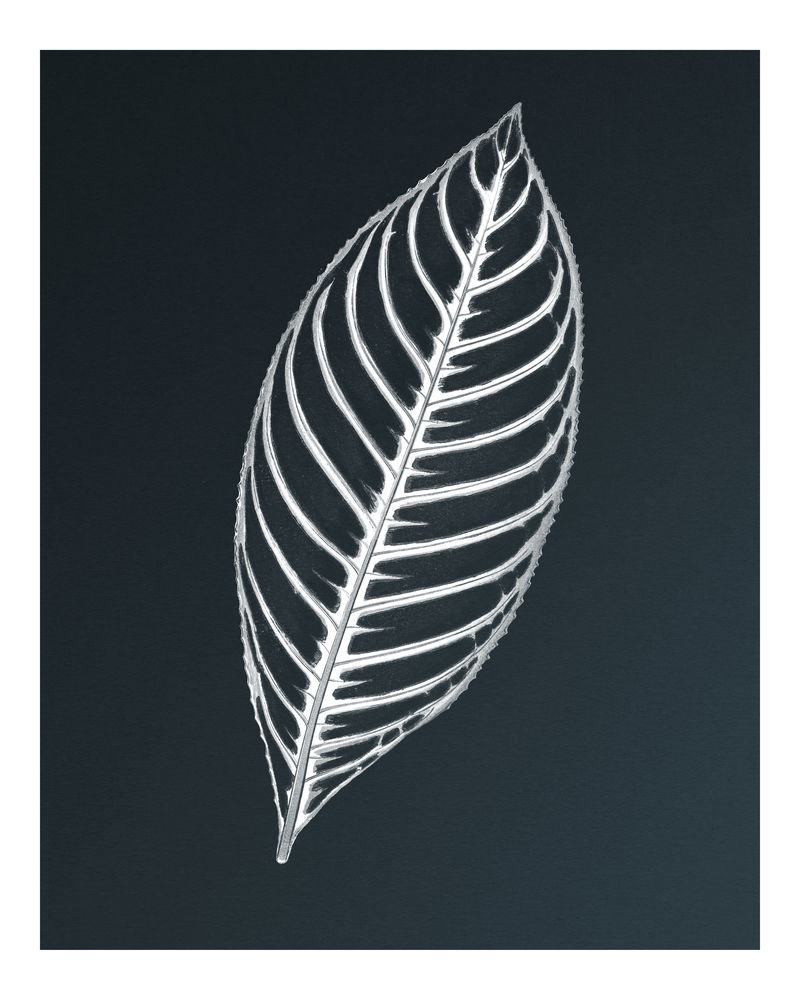 Sanchezia Nobilis雕刻老虎植物叶复古插图墙壁艺术印刷品和海报设计混搭自本杰明·福塞特的原始艺术品