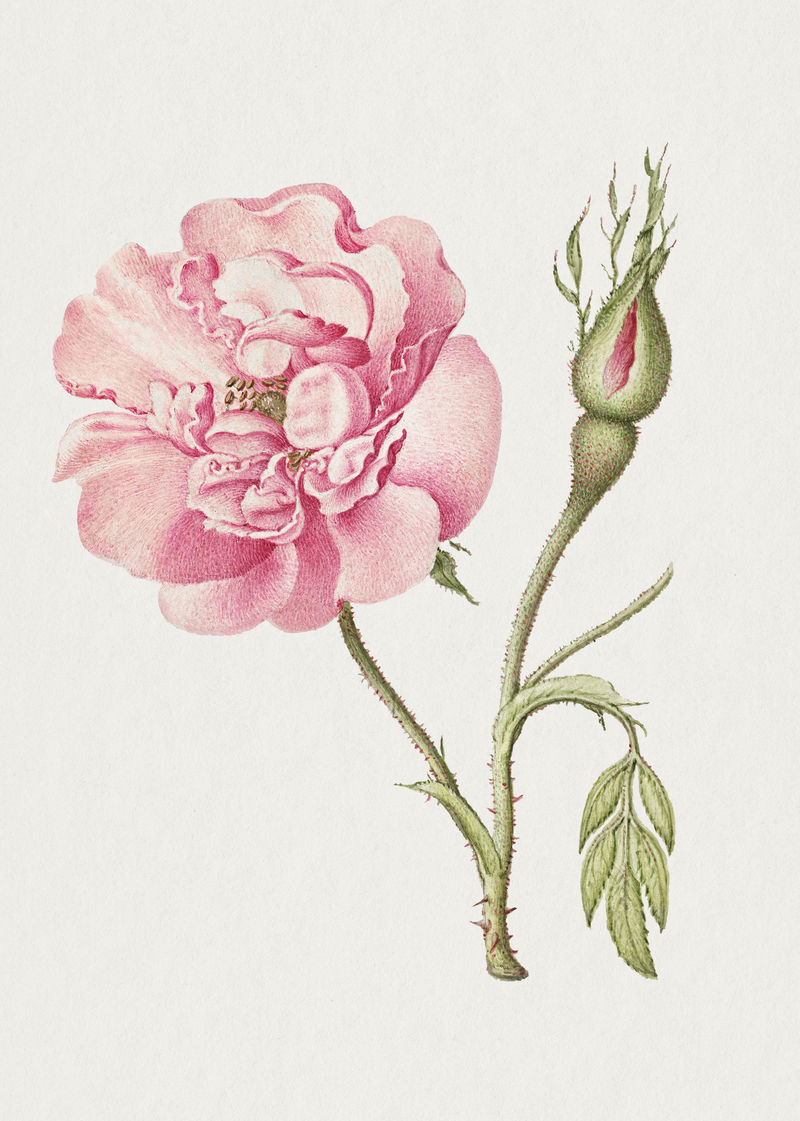 粉色法国玫瑰花手绘插图