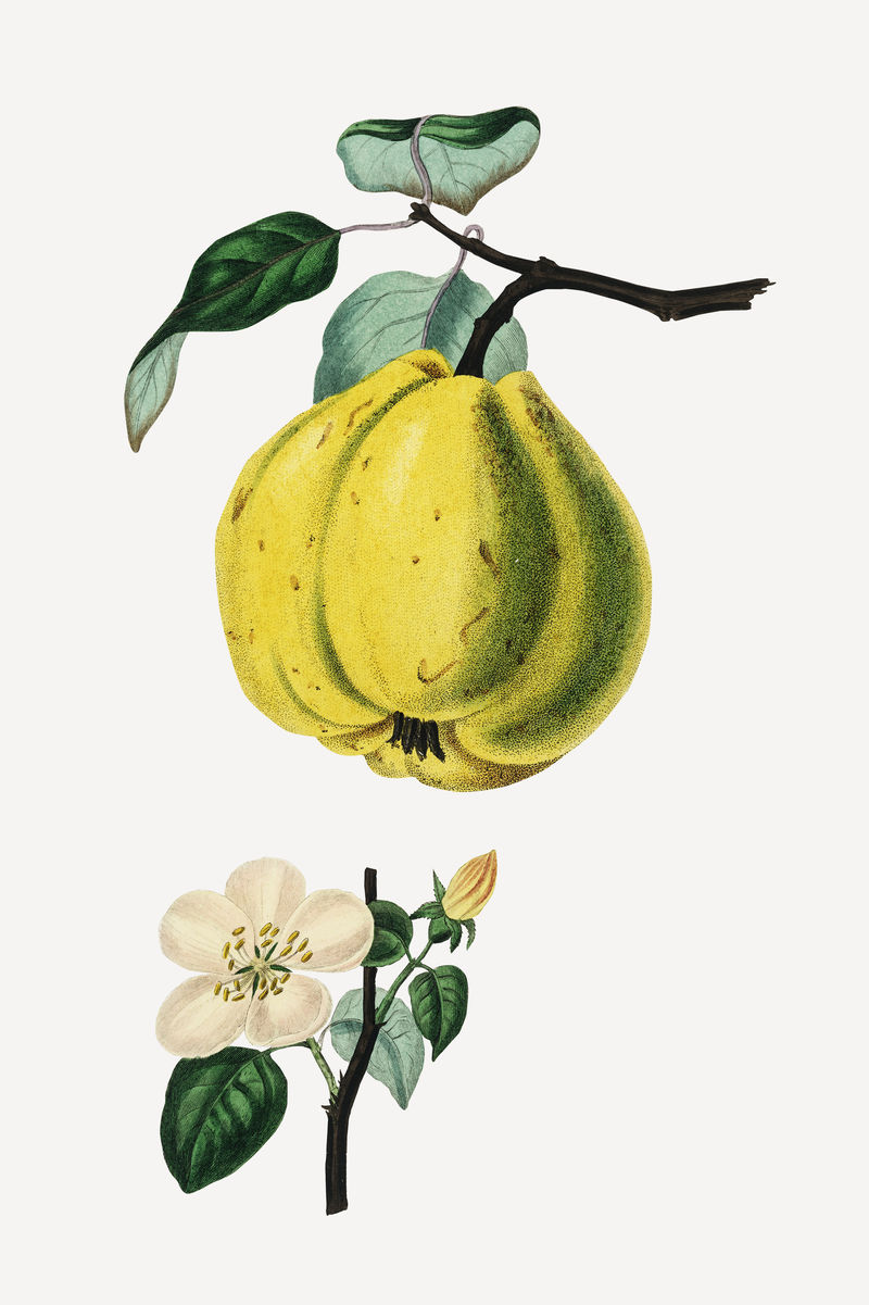植物性木瓜植物复古素描