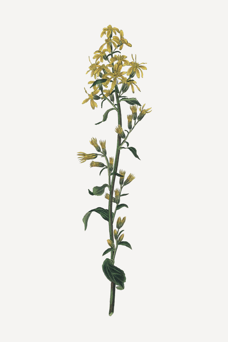 欧洲一枝黄花植物插图