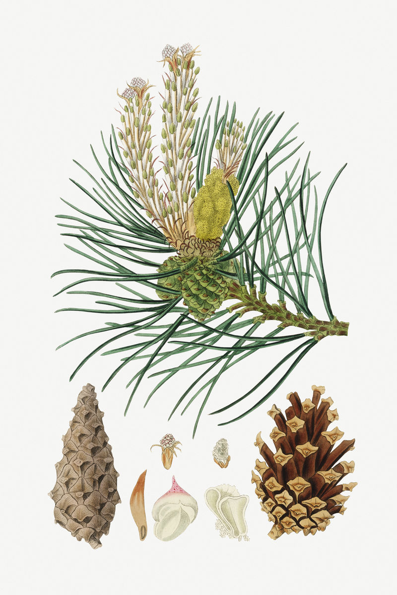 植物松树复古植物插图