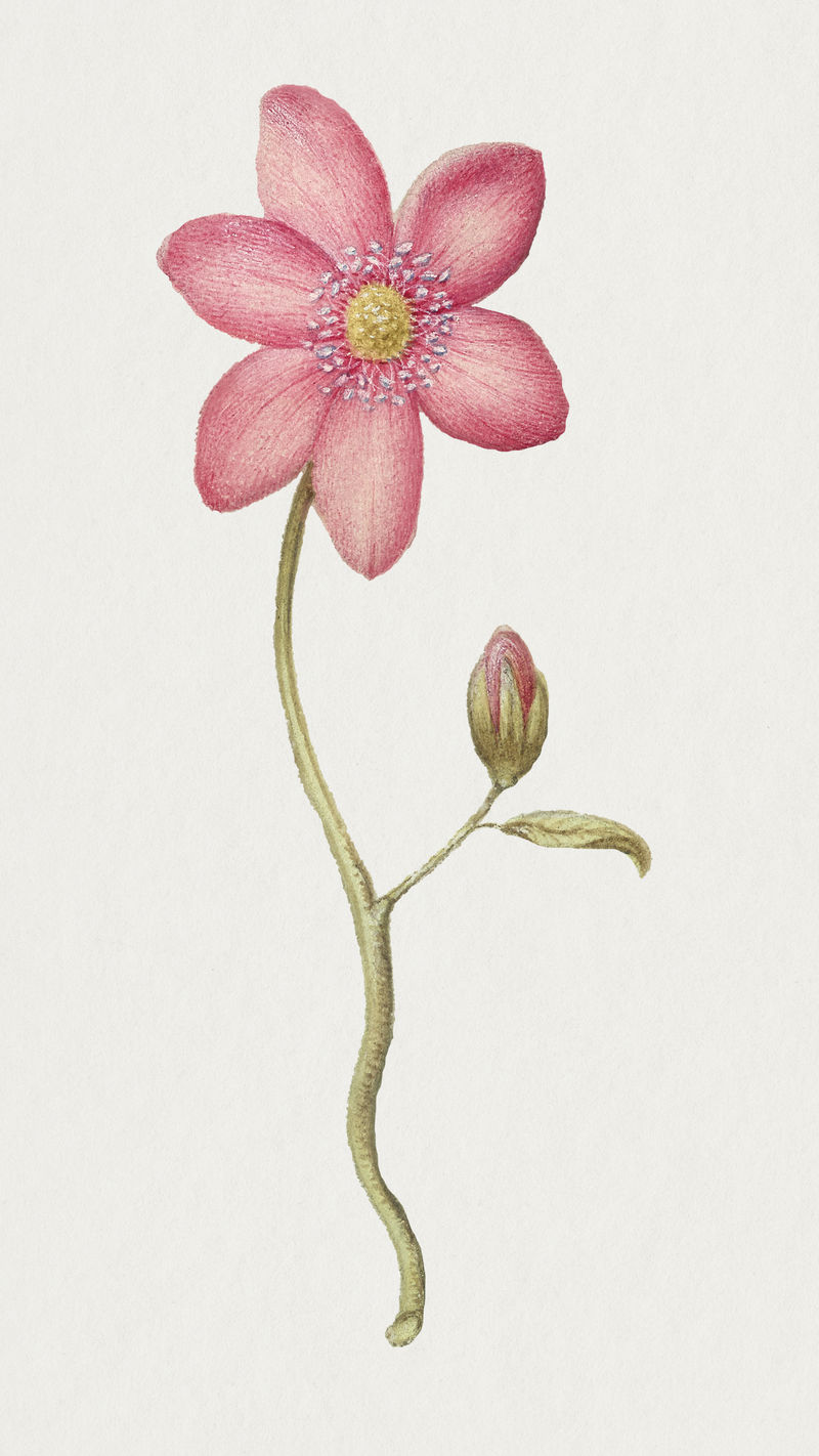 手绘圣诞玫瑰花卉插画