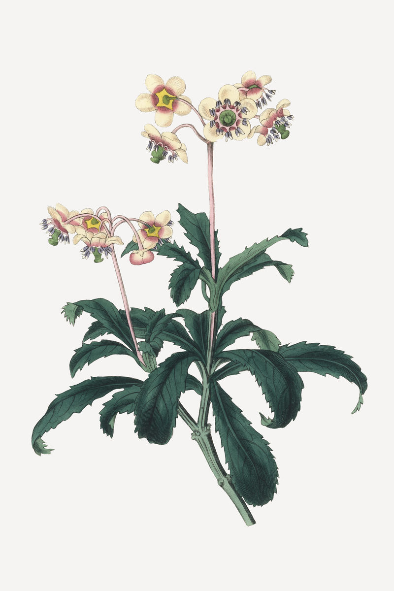 植物学Pipsisewa复古植物插图