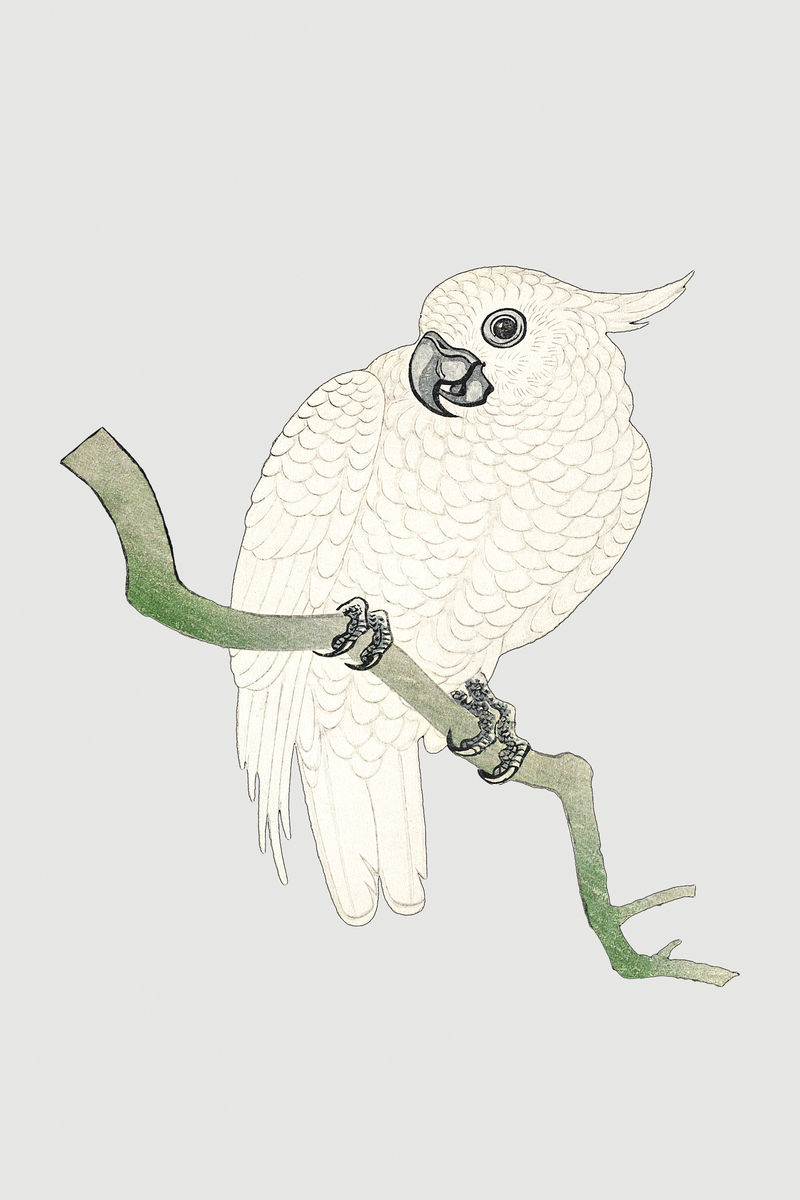 树枝上的白鹦鹉