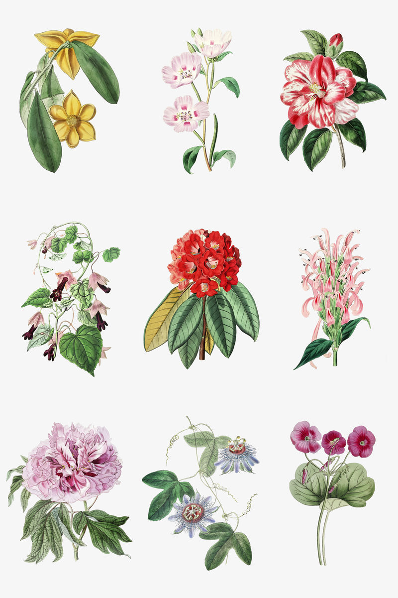 复古手绘开花植物套装