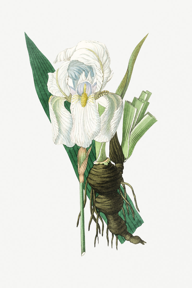 佛罗伦萨植物园复古植物插图