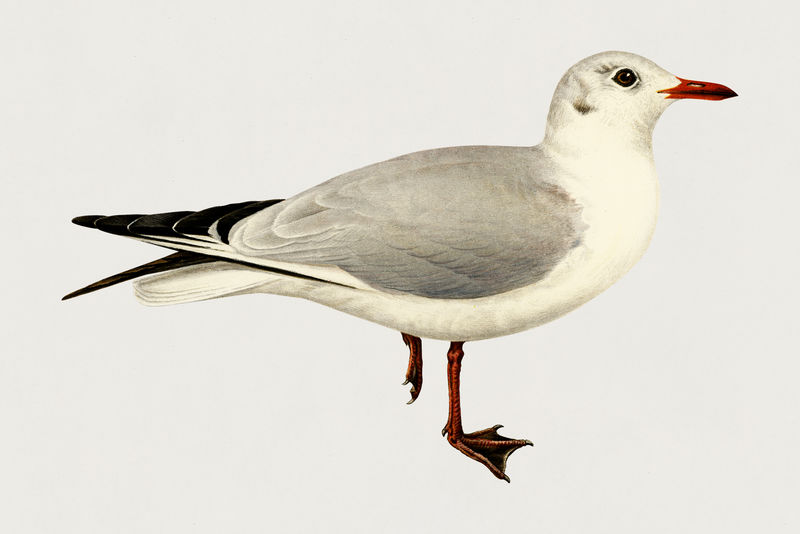 复古黑头鸥鸟手绘
