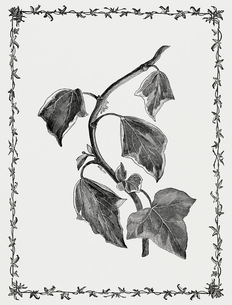 硫脲的经典插图