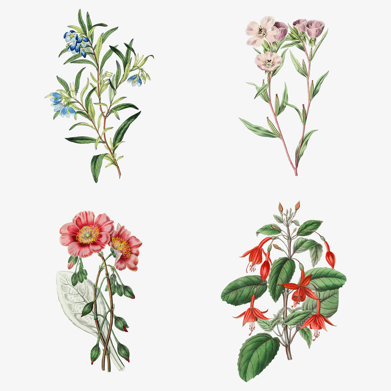 复古盛开夏季花卉植物套装
