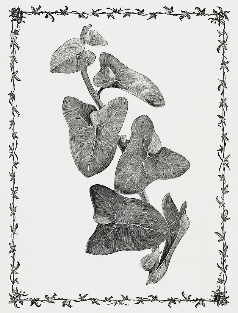 三角洲古董插图