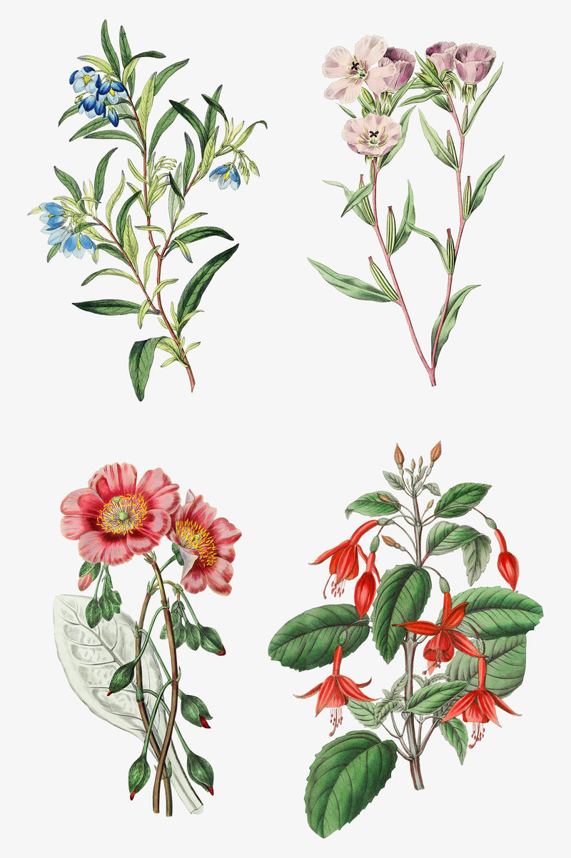 复古开花植物套装