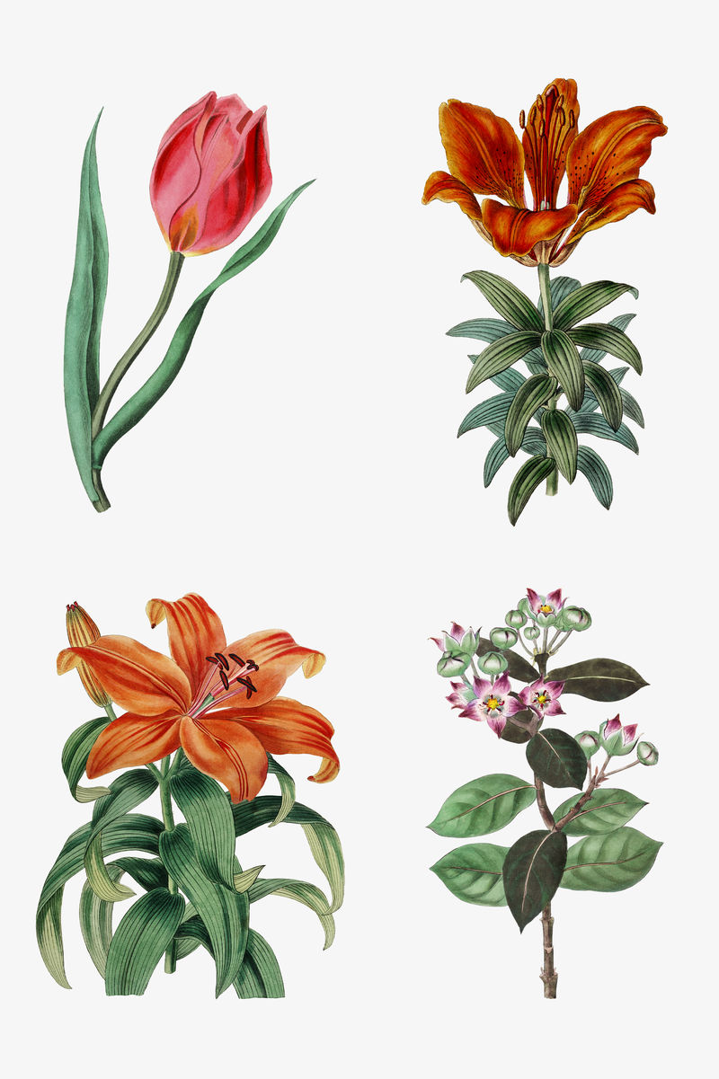 复古手绘开花植物套装