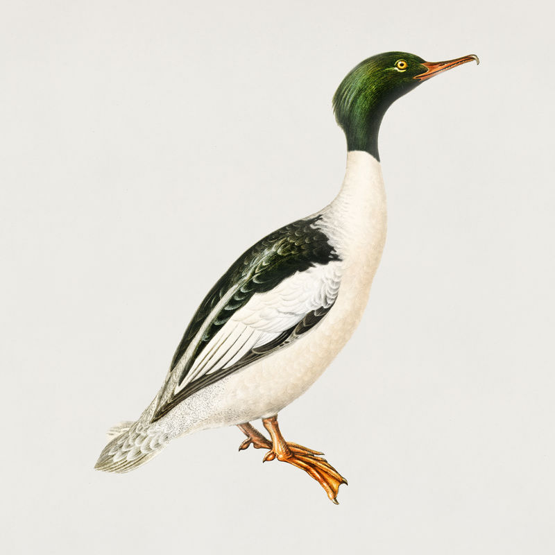 复古普通秋千鸟手绘