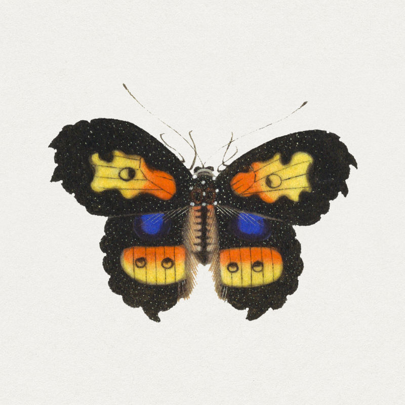 单色蝴蝶昆虫复古插图