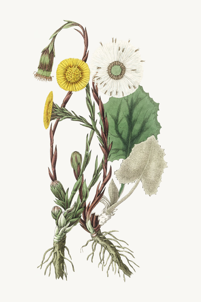 植物学寒脚复古植物插图