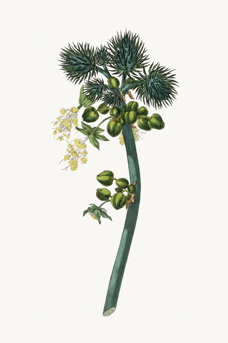 药用植物蓖麻油植物插图