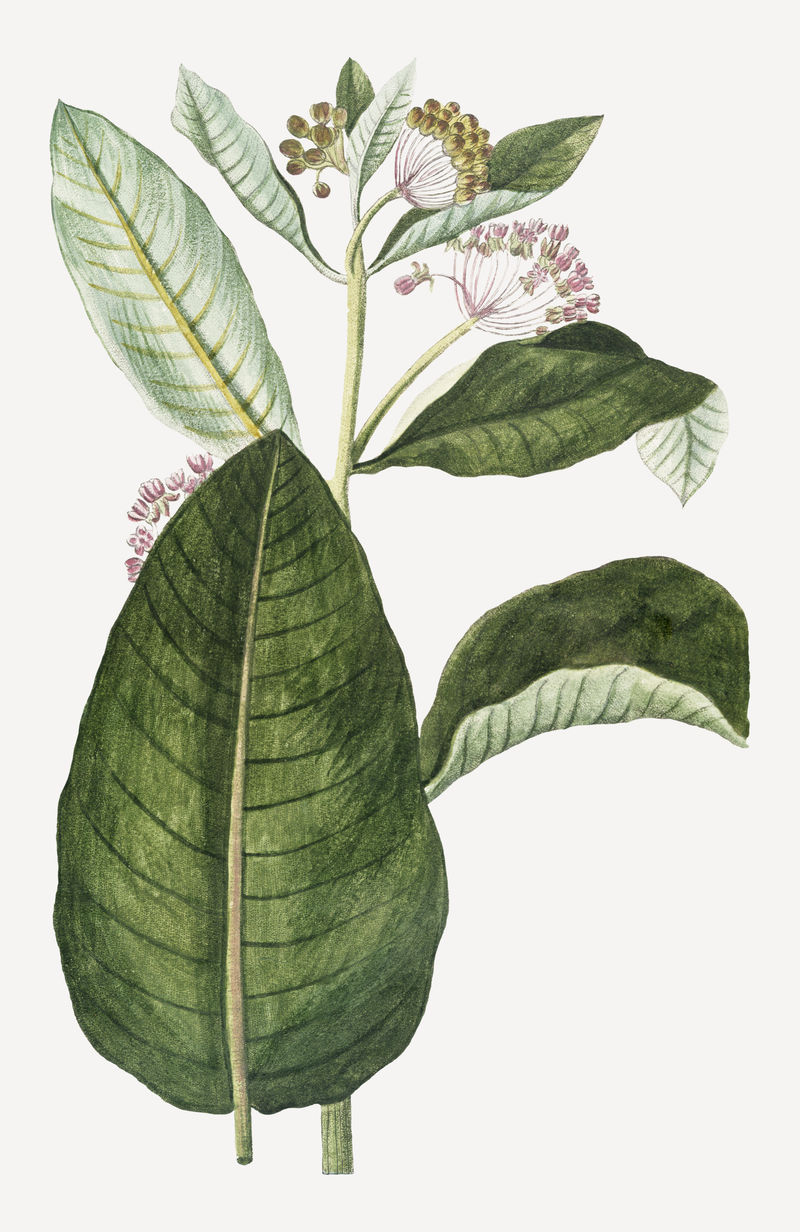 复古罗布麻花卉插画由乔治·博内利(Giorgio Bonelli)的艺术作品混合而成