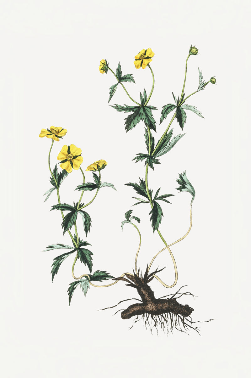 植物折磨植物插图