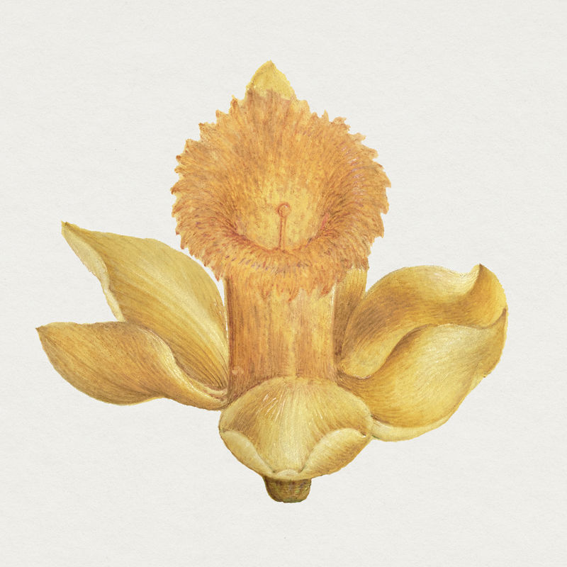 复古水仙花手绘插图