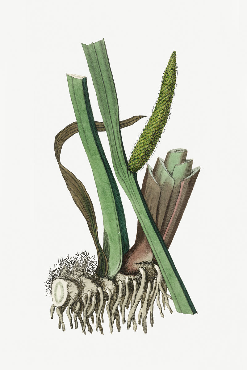 植物甜旗植物插图