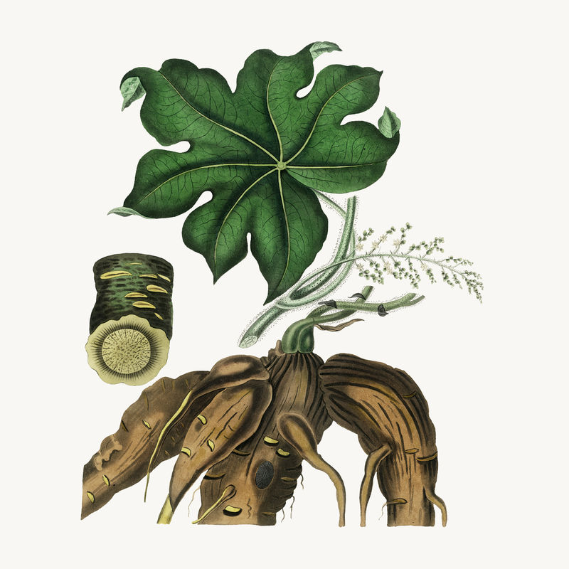 植物月子复古植物插图