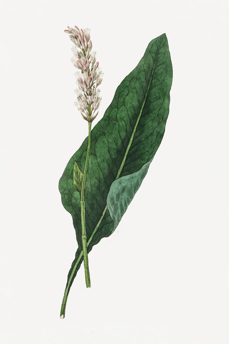 植物绿色双色植物插图