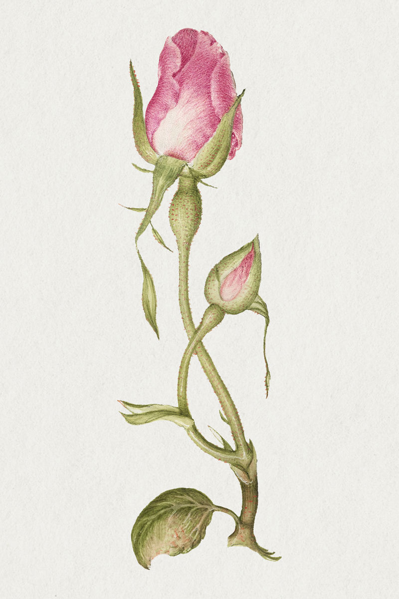 粉红法国玫瑰花插画