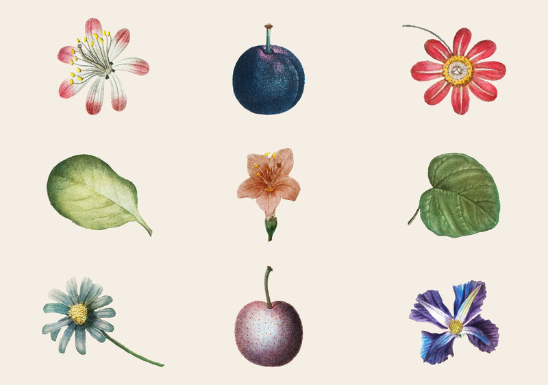 水果和花卉复古套装手绘插图