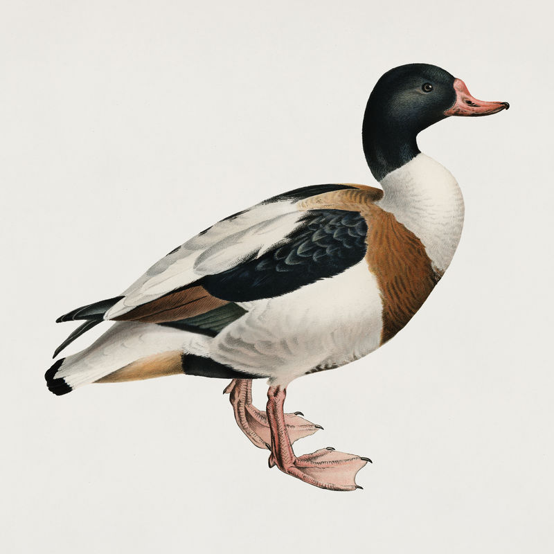 古董鸭鸟手绘