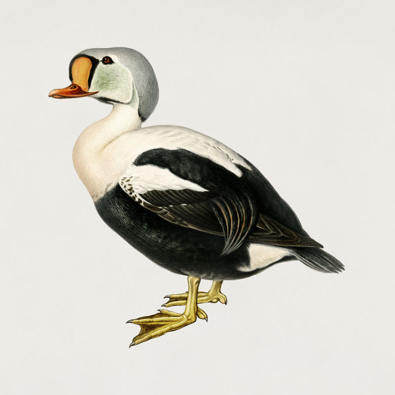 复古国王羽绒鸟手绘