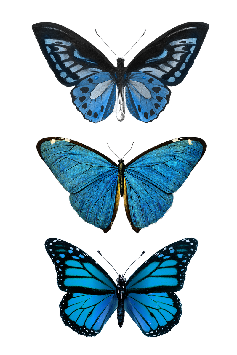 复古常见蓝色蝴蝶插图设计元素集