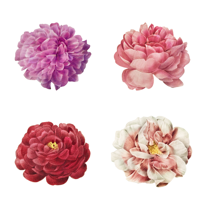 玫瑰花透明png套装