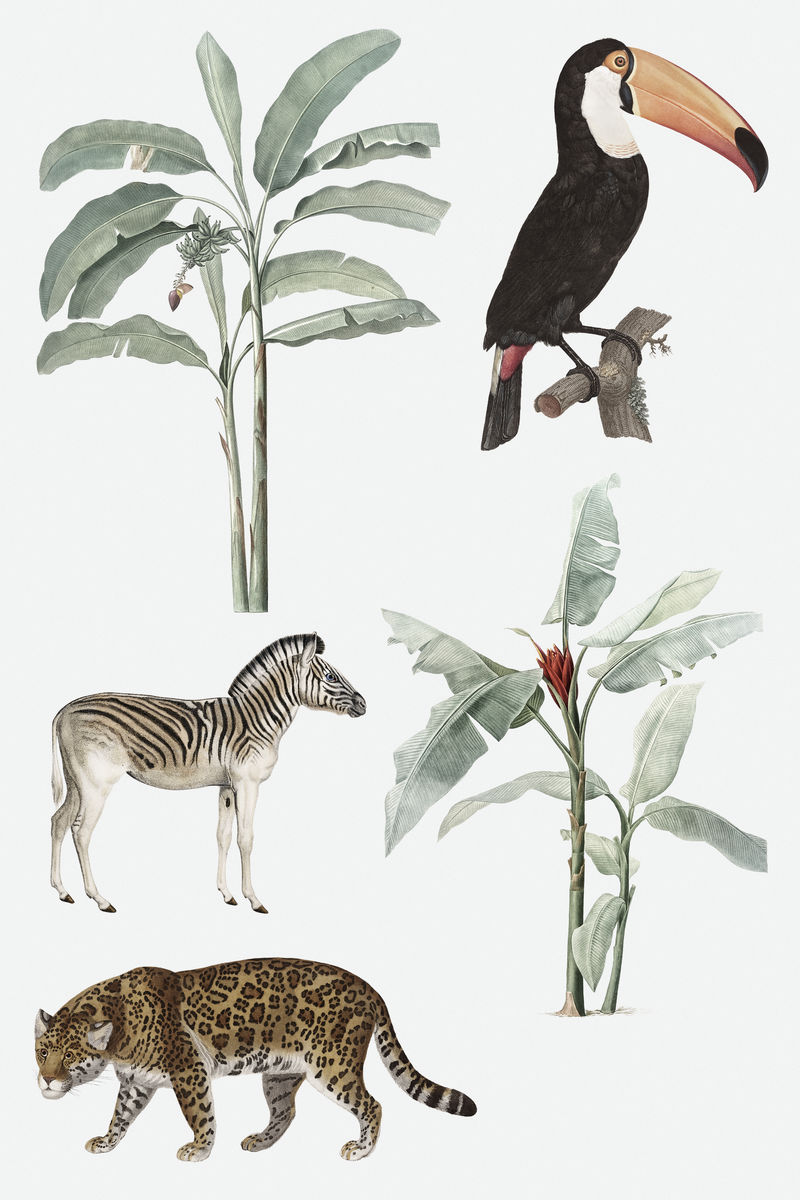 手绘野生动物和香蕉树背景为淡蓝色