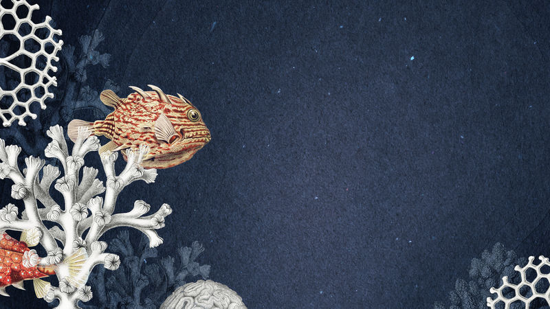 海洋生物与珊瑚礁背景设计资源