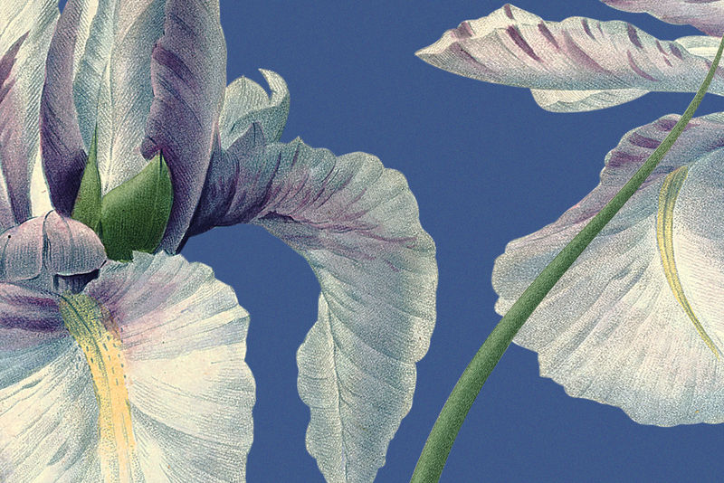 西班牙虹膜背景psd插图从公共领域艺术品中重新混合