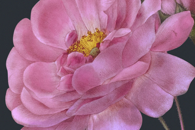 春季花卉背景psd锦缎玫瑰插画从公共领域艺术品中混合