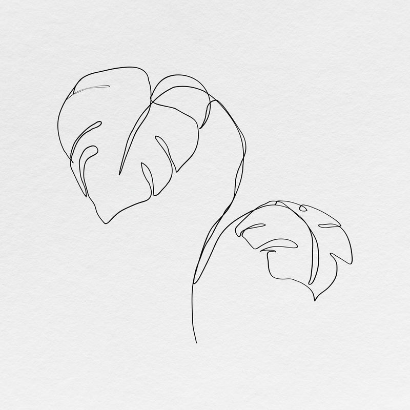 Monstera leaf psd线条艺术最小黑色插图