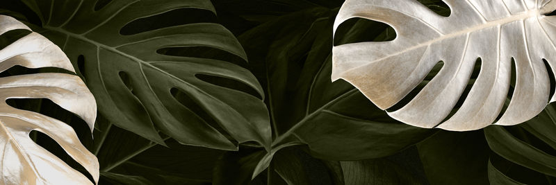 热带怪物psd背景壁纸