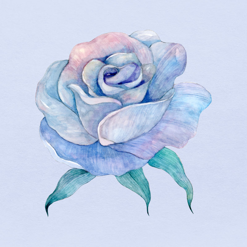 紫色水彩玫瑰花插画